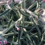 Echium asperrimum Folha