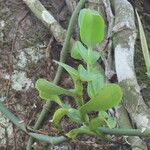 Epidendrum rigidum Leaf