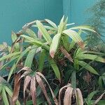 Rhapis excelsa Hostoa