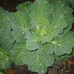 Brassica oleraceaЛист