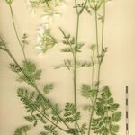 Orlaya grandiflora その他の提案