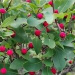 Ilex mucronata Frucht