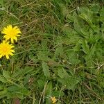 Leontodon saxatilis Blatt