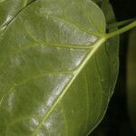 Matelea magnifolia