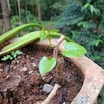 Tinospora cordifolia 葉