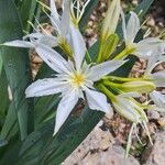 Pancratium illyricum Flower