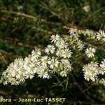 Symphyotrichum pilosum その他の提案
