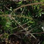 Daucus carota List