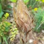 Orobanche gracilis Flower