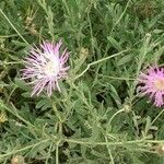 Centaurea asperaКветка