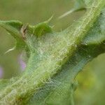 Carduus nigrescens Leaf