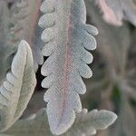 Lavandula dentata Leaf