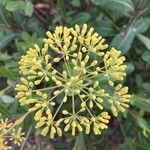 Bupleurum fruticosum 花