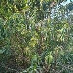 Myoporum laetum 整株植物