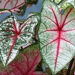 Caladium bicolor Leaf