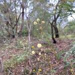 Acacia terminalis Fiore