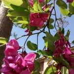 Robinia hispida Flower