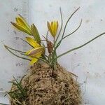 Gagea bohemica 花