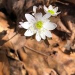 Anemonella thalictroides Цветок