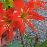 Hippeastrum reginae Bloem