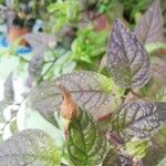 Browallia speciosa Fruct