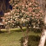 Viburnum tinus عادت داشتن