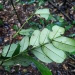 Macrolobium multijugum Leaf