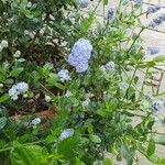 Ceanothus arboreus ফুল