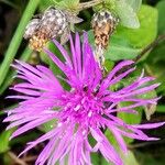 Centaurea nigrescensFlower