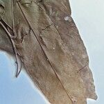 Chaetocarpus schomburgkianus Hoja
