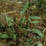 Rumex acetosella Leaf