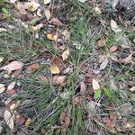 Carex planostachys