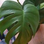 Philodendron hederaceum Hoja