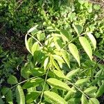 Senna corymbosa Leaf