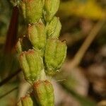 Reseda undata Fruit