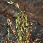 Juncus rechingeri Natur