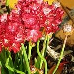 Armeria pseudarmeria Flower