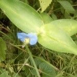 Commelina communisBlomst