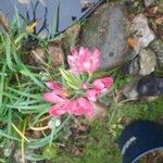 Hesperantha coccinea 花