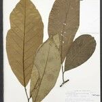 Aspidosperma myristicifolium Hoja