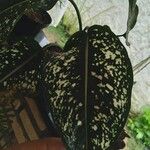 Dieffenbachia seguineLeht