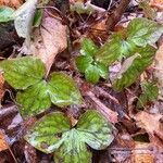 Hepatica nobilisHostoa