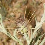 Centaurea maroccana Owoc