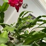 Schlumbergera bridgesii Flor