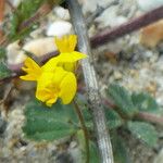 Medicago littoralis Blatt