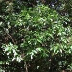 Ochrosia grandiflora आदत