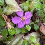 Dissotis rotundifolia Цвят