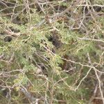 Faidherbia albida Blatt