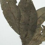 Neea floribunda Other