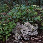 Peperomia glabella Habit